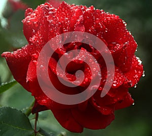 Rose after rain