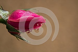 Rose with rain drops