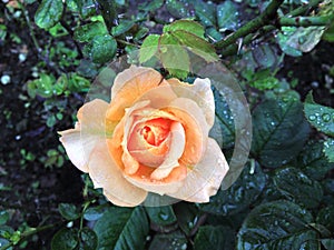 Rose with raindrops