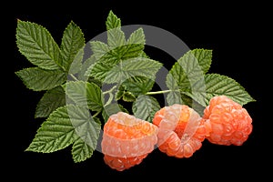 Rose raspberry fruit on black