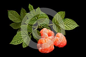 Rose raspberry fruit on black