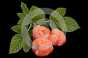 Rose raspberry fruit on black