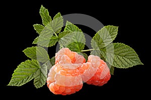 Rose raspberry fruit on black