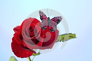 Rose Red Butterfly Isolated on Blue