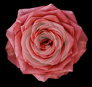 Rose red flower on the black isolated background with clipping path. no shadows. Closeup.