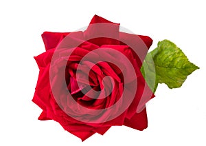 Rose red flower and green leaf isolated on white background