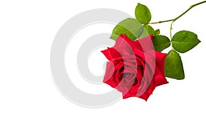 Rose red flower and green leaves isolated copy space on white background