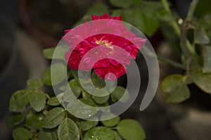 A rose red flower. Roses. the beauty of the rose