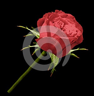 Rose red  flower on white isolated background with clipping path.  no