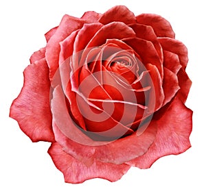 Rose red flower  on white isolated background with clipping path.  no shadows. Closeup. For design.