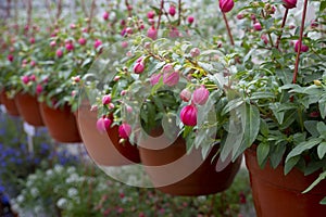 Rose red flowers in garden pots on the flowers market. Flowers for gardening