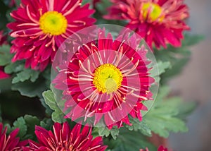 Rose Red Gerbera Background. Rose image as design background. Yellow Rose, Blue Rose and Black Rose.