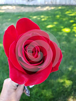 Rose red long stemmed