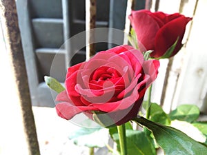 Rose,Red ,love symbol,rose day, window side,