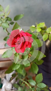 Rose Red love symbol photo