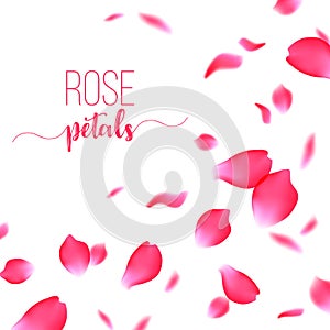 Rose red petals falling on a white background