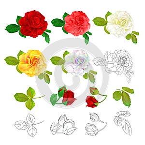 Rose red pink white yellow colored and outline natural and outline vintage on a white background vector illustration editable