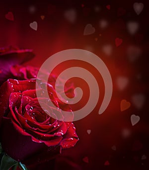 Rose. Red roses. Bouquet of red roses. Several roses on Granite background. Valentines Day, wedding day background.