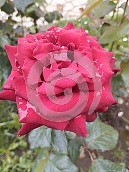  rose  redrose  wonderful  beautiful  flower