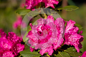 rose rhododendron at the botanical garden