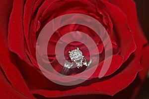 Rose Ring photo