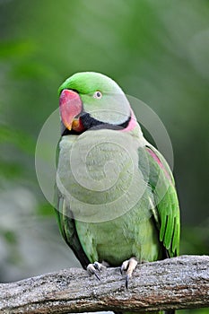 Rose-ringed Parakeet photo