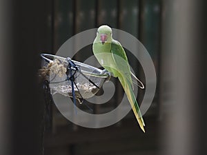 Rose-ringed parakeet