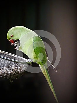 Rose-ringed parakeet