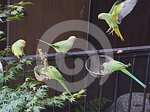 Rose-ringed parakeet