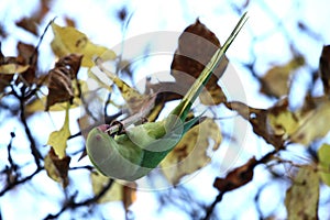 Rose-ringed Parakeet