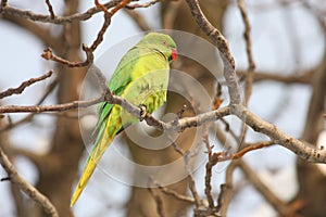 Rose-ringed parakeet