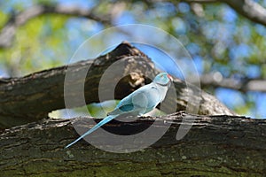 Rose-ringed parakeet