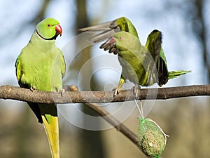 Rose-ringed Parakeet