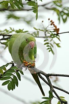 Rose-ringed parakeet