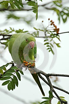 Rose-ringed parakeet photo