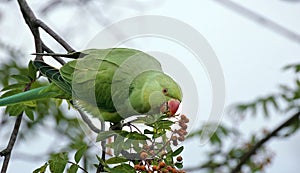 Rose-ringed parakeet photo