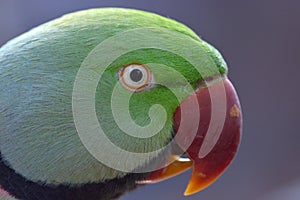 Rose-ringed Parakeet