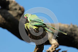 The rose-ringed parakeet birds mating (Psittacula krameri),
