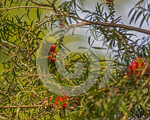 A Rose ringed parakeet with bottle brush