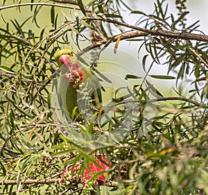 A Rose Ringed Parakeet with bottle Brush