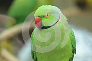 Rose-ringed parakeet