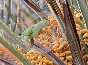 The rose-ringed parakeet eating dates