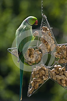 Rose-ringed parakeet eating peanuts