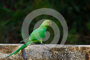 A Rose Ringed Parakeet flying in the air with wings wide opem