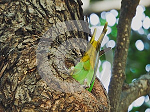 Rose ringed parakeet in hallow of tree
