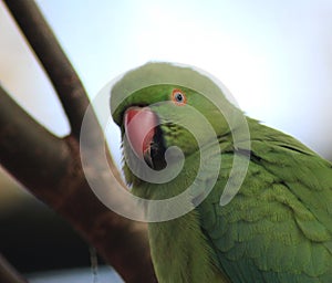 Rose ringed parakeet head