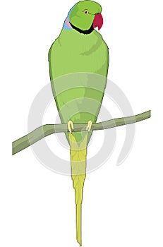 Rose Ringed Parakeet Illustration