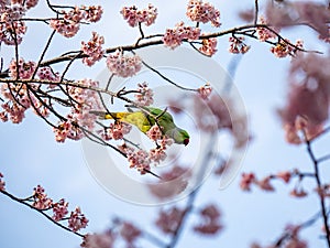 Rose ringed parakeet in Japanese sakura tree 4