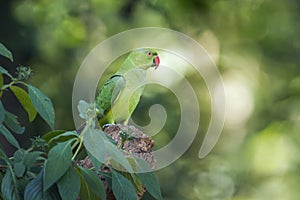 Rose-ringed parakeet in Minneriya national park, Sri Lanka photo