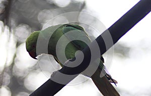 Rose ringed parakeet